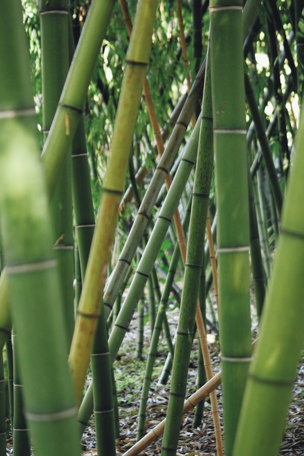 Green bamboo stems growing in a jungle-style garden border