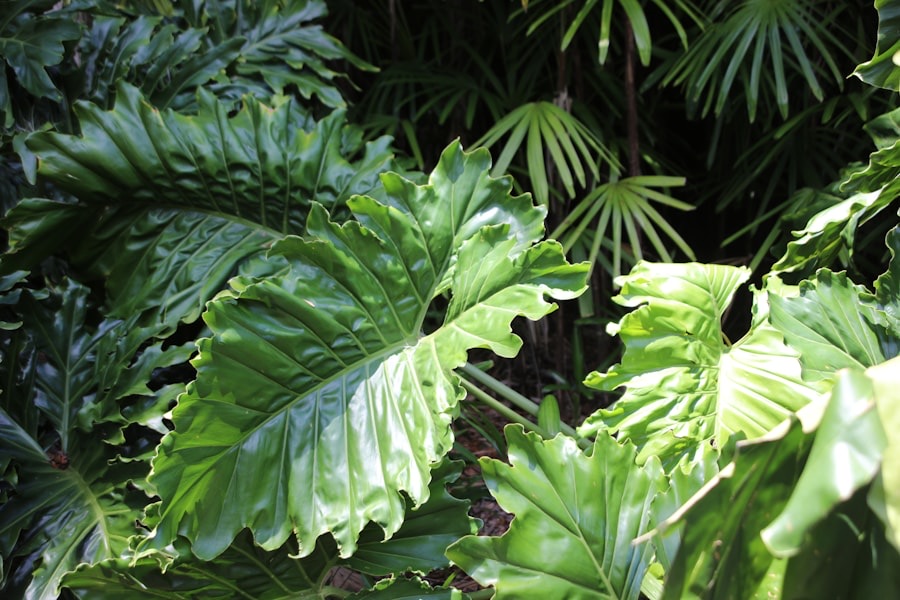 Close-up of lush tropical foliage in a jungle-style garden